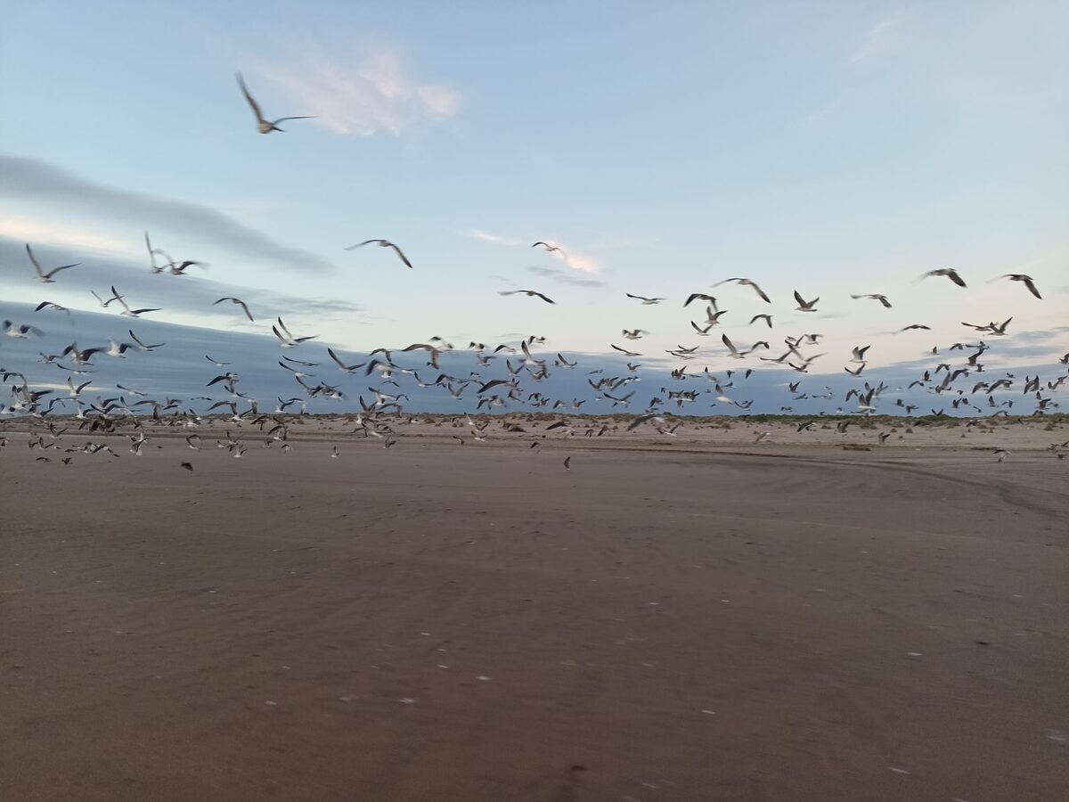 Experimenta y Doñana 2025-26